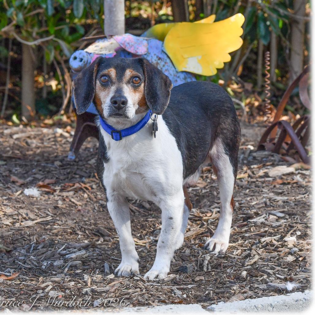 Enlarge Ollie, a Adoptable Beagle in Wake Forest, NC image 3/5