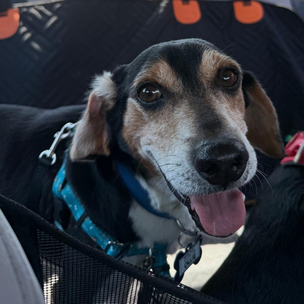 Enlarge Ollie, a Adoptable Beagle in Wake Forest, NC image 4/5