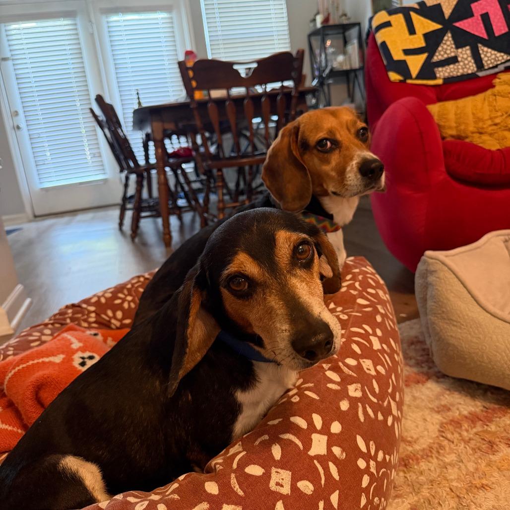 Enlarge Ollie, a Adoptable Beagle in Wake Forest, NC image 5/5