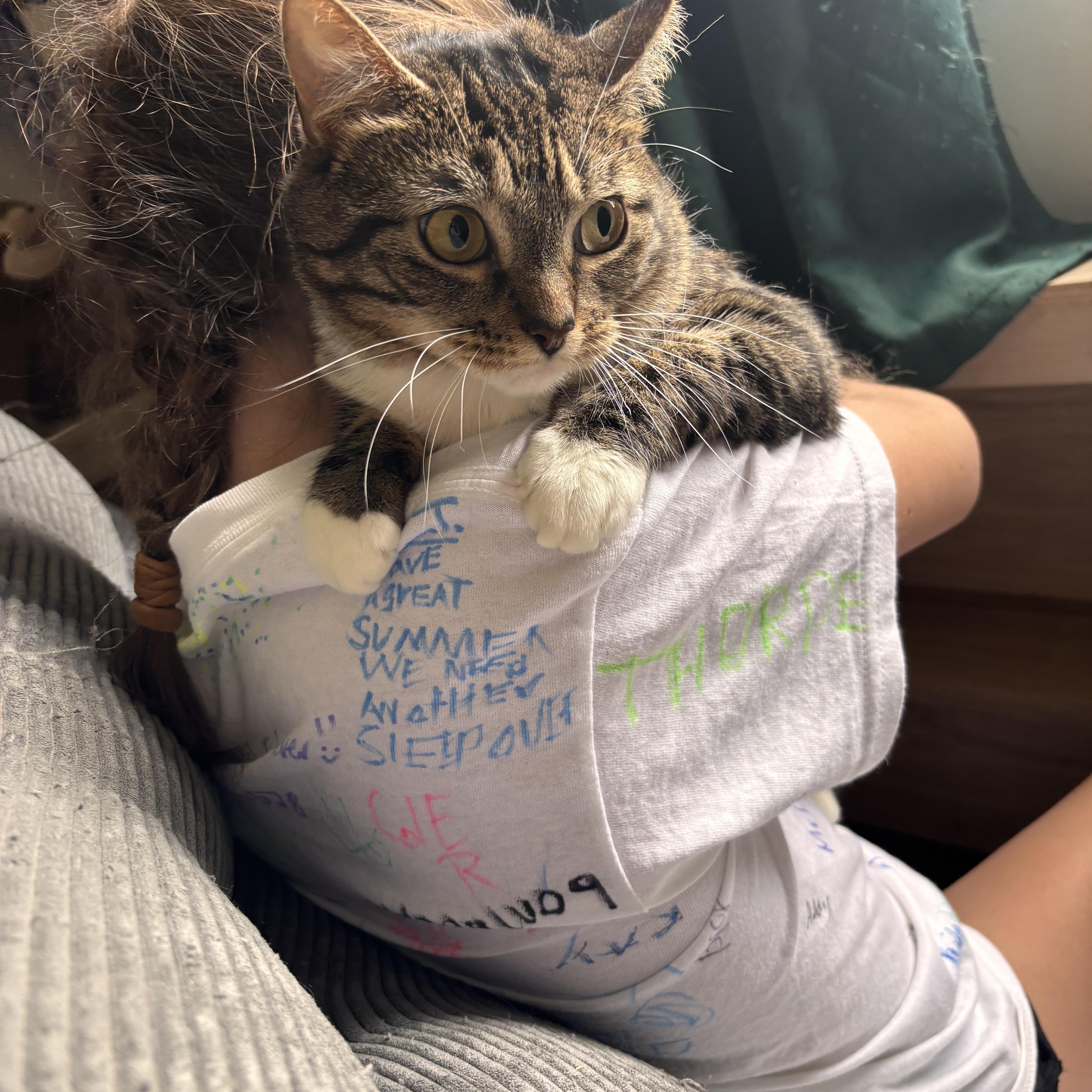 Enlarge Molly, an adoptable Domestic Medium Hair in Cornwall, NY image 1/2