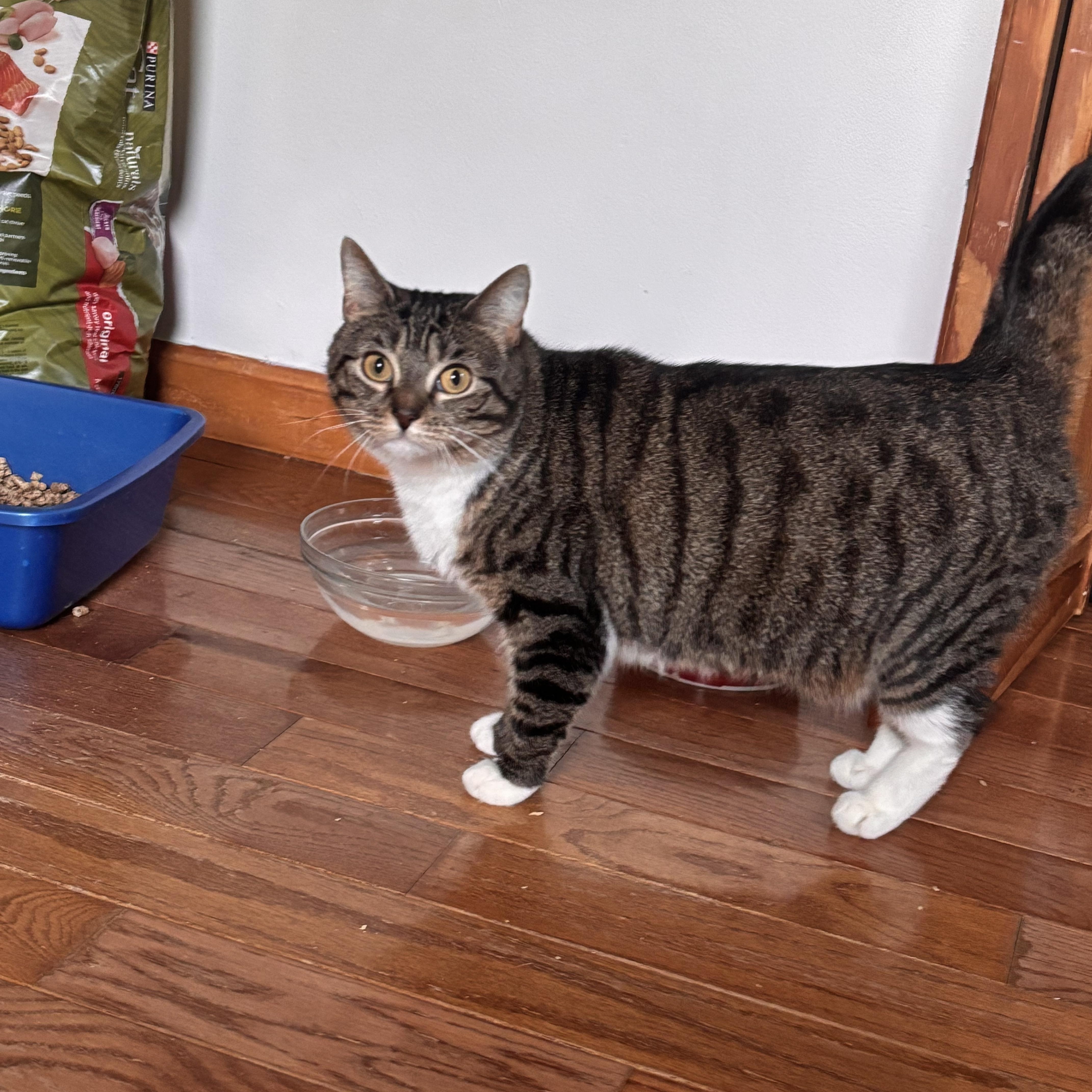 Enlarge Molly, an adoptable Domestic Medium Hair in Cornwall, NY image 2/2