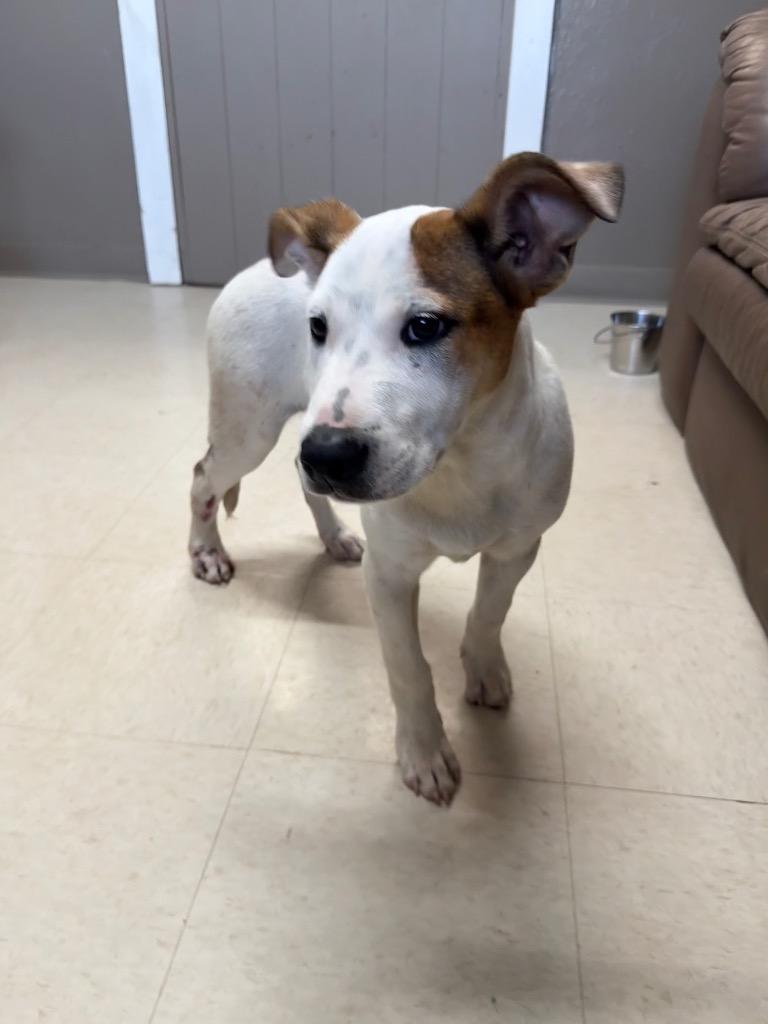 Orchard, Adoptable, Puppy Male Jack Russell Terrier & Mixed Breed.