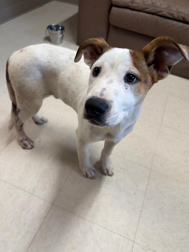 Enlarge Orchard, a Adoptable mixed breed in Fayetteville, TN image 2/2