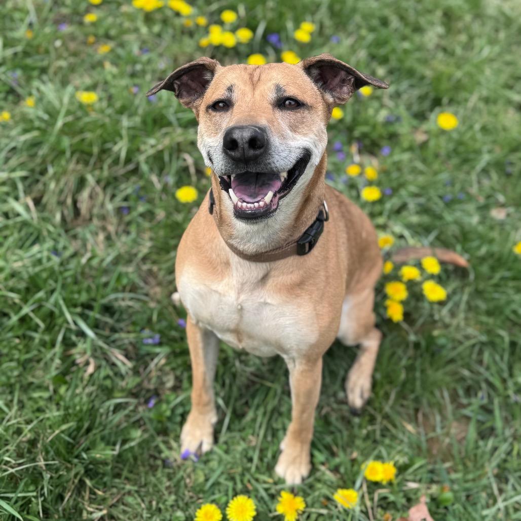 Mona, Adoptable, Adult Female Mixed Breed.