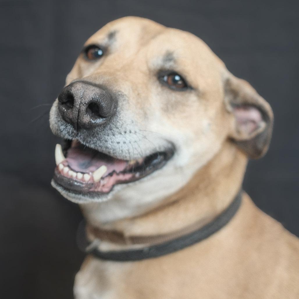 Mona, a Adoptable Mixed Breed in Fairmont, WV image 1/2