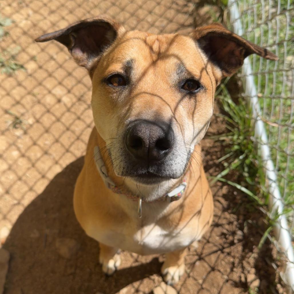 Enlarge Mona, a Adoptable Mixed Breed in Fairmont, WV image 3/6