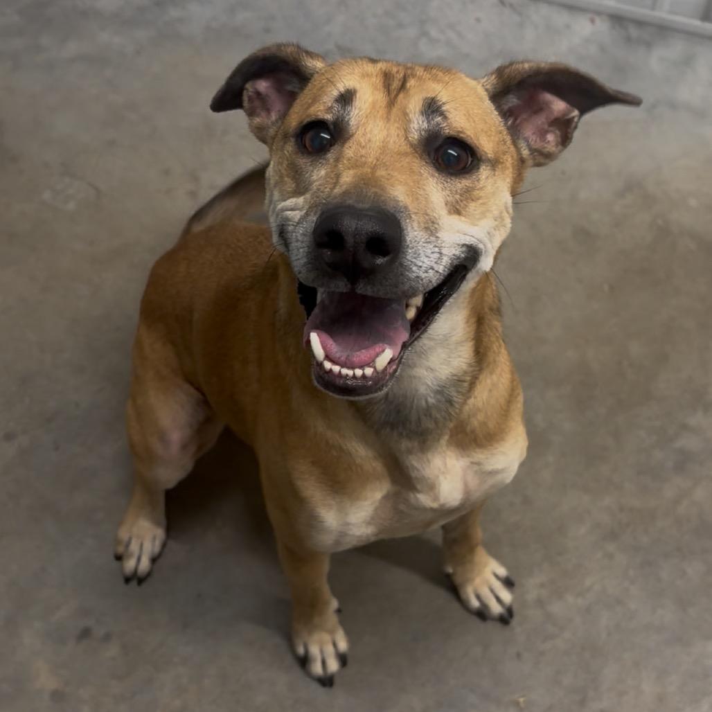 Enlarge Mona, a Adoptable Mixed Breed in Fairmont, WV image 1/1