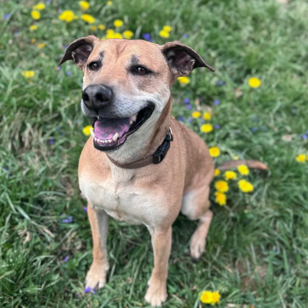Enlarge Mona, a Adoptable Mixed Breed in Fairmont, WV image 5/6