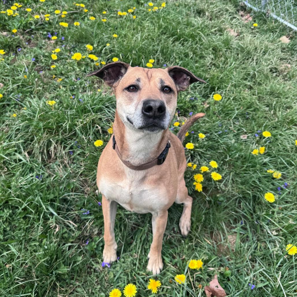 Enlarge Mona, a Adoptable Mixed Breed in Fairmont, WV image 6/6