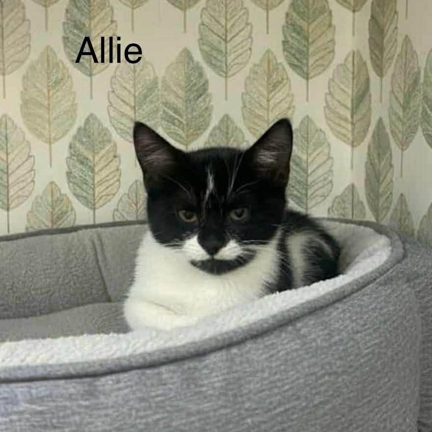 Baby Allie ~ Adopted 2/21/26, adopted, Kitten Female Domestic Short Hair.