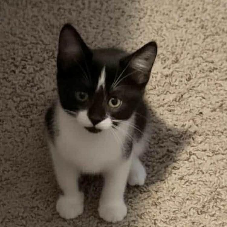 Enlarge Baby Allie ~ Adopted 2/21/26, an adopted Domestic Short Hair in Livonia, MI image 2/3