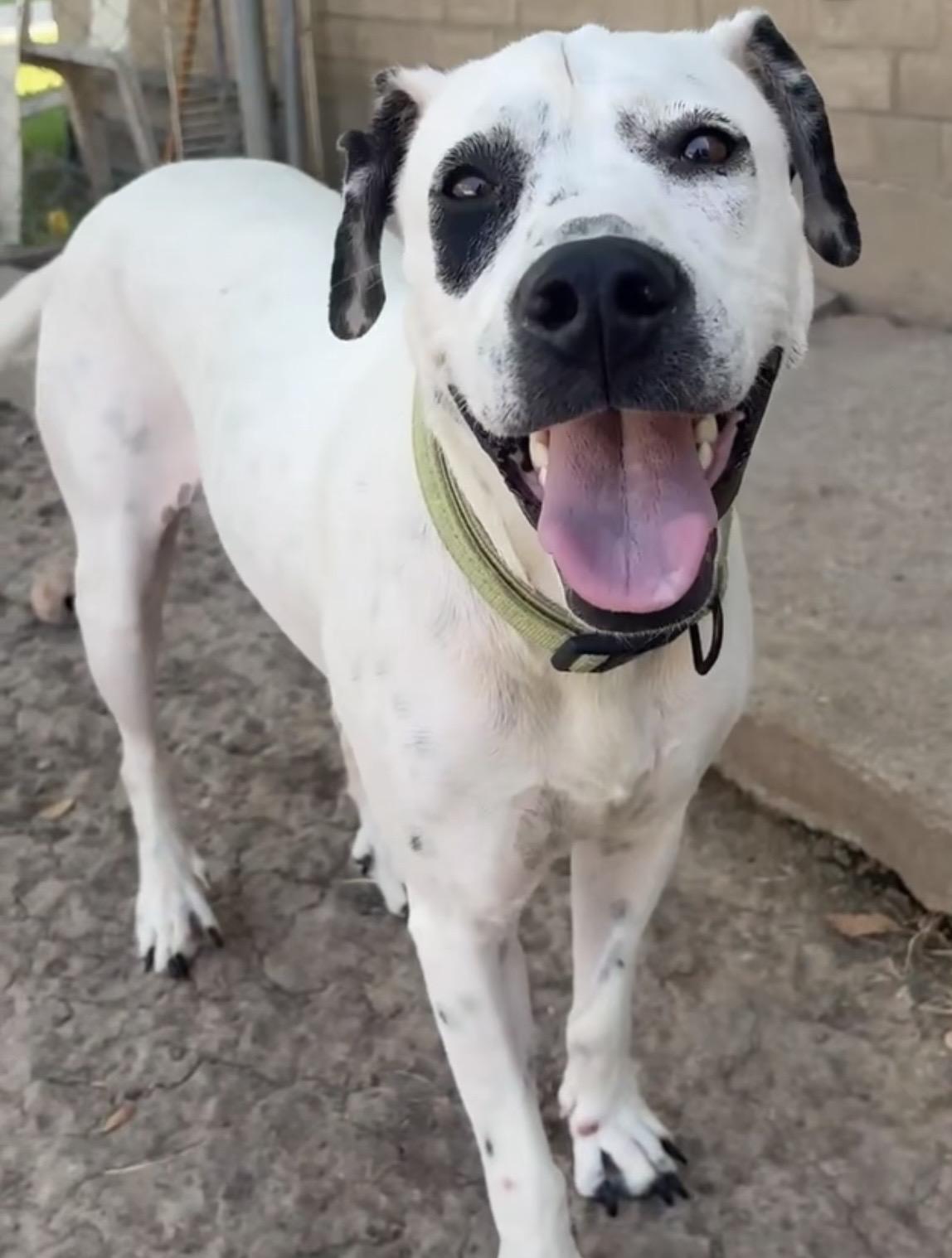 Enlarge NOVA, a Adoptable mixed breed in Cheektowaga, NY image 4/6