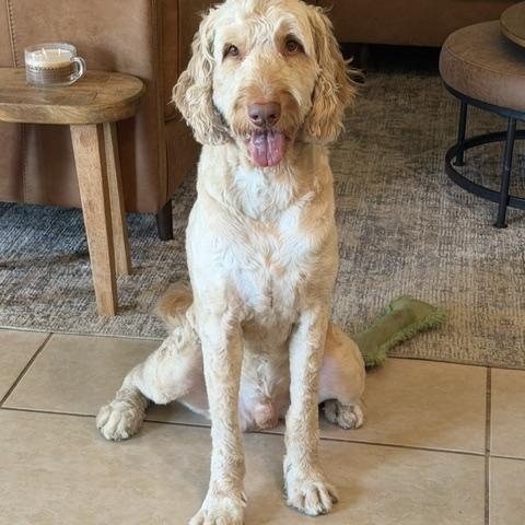 Calvin, a ADOPTABLE Goldendoodle in LEHIGH ACRES, FL image 6/6