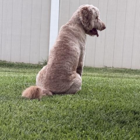 Calvin, a ADOPTABLE Goldendoodle in LEHIGH ACRES, FL image 5/6