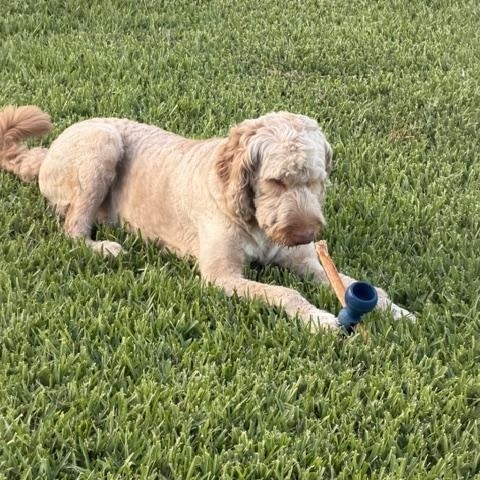 Calvin, a ADOPTABLE Goldendoodle in LEHIGH ACRES, FL image 3/6