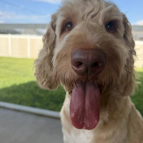 Calvin, ADOPTABLE, Adult Male Goldendoodle.