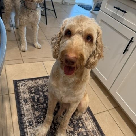 Calvin, a ADOPTABLE Goldendoodle in LEHIGH ACRES, FL image 4/6