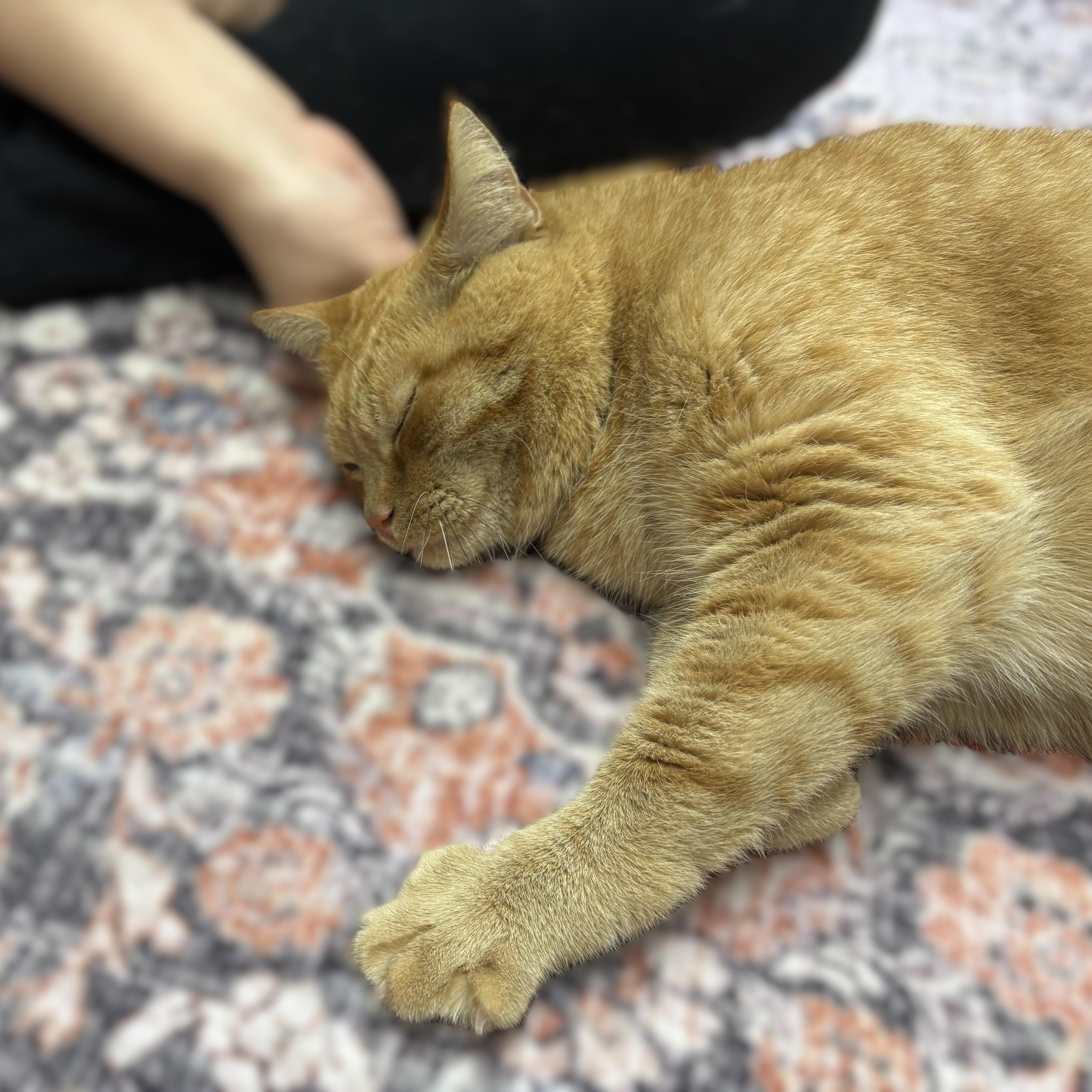 Enlarge Faline- 53925, a Adopted Domestic Short Hair in Columbia, MD image 3/3