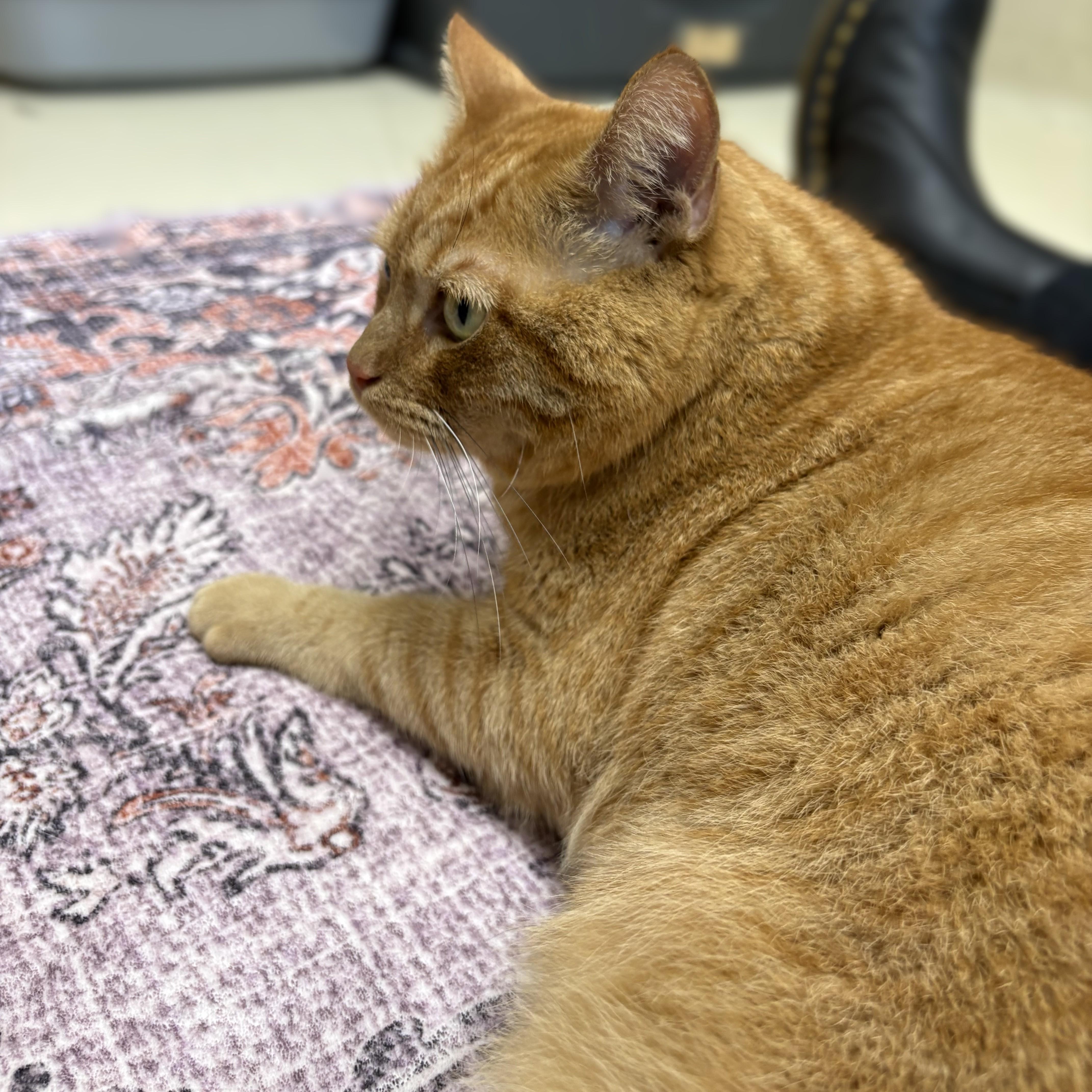 Enlarge Faline- 53925, a Adopted Domestic Short Hair in Columbia, MD image 1/3