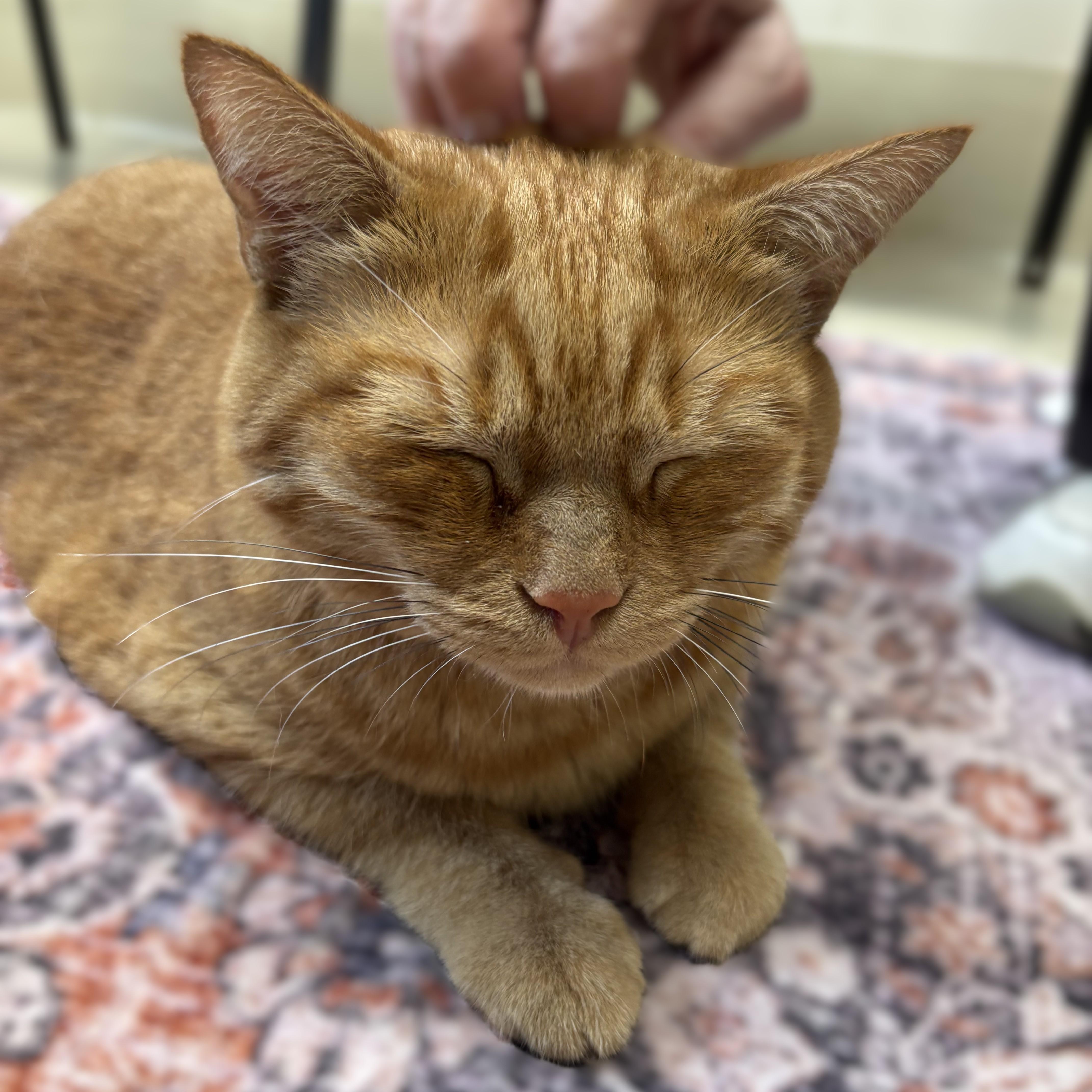 Enlarge Faline- 53925, a Adopted Domestic Short Hair in Columbia, MD image 2/3