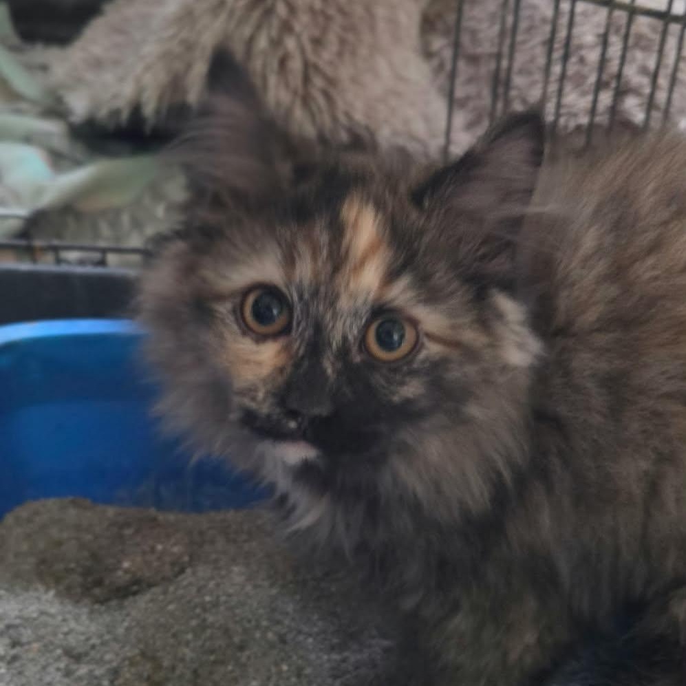 Enlarge Nutella, an adopted Domestic Long Hair in Martinsville, IN image 2/2