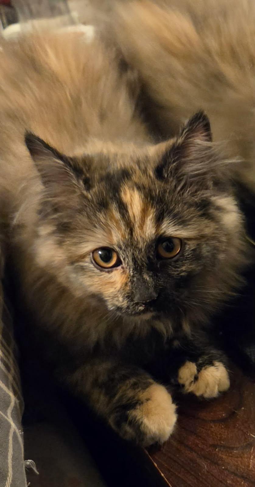 Nutella, adopted, Kitten Female Domestic Long Hair.