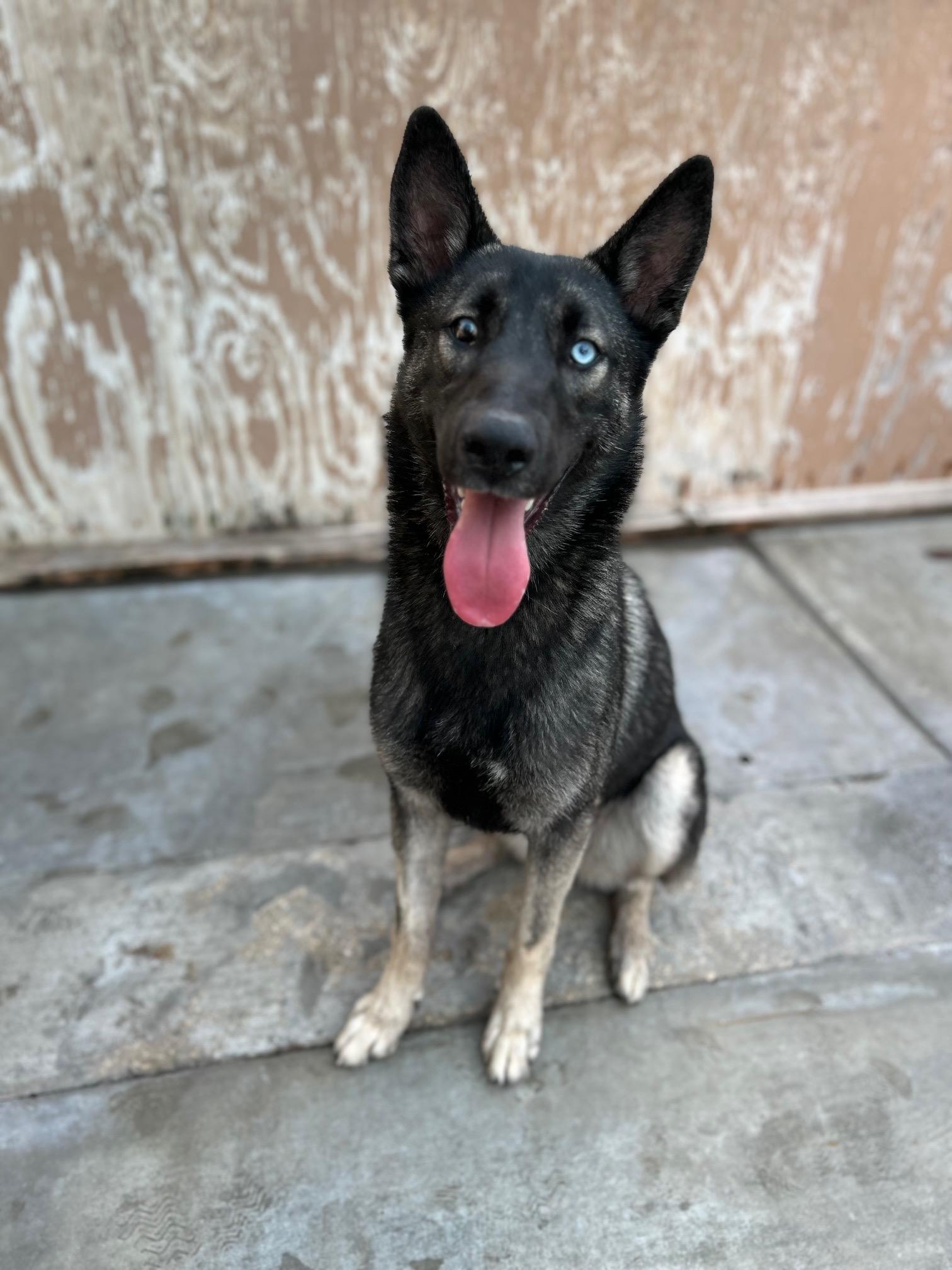 Enlarge Zadie, a Adoptable mixed breed in Canoga Park, CA image 1/4