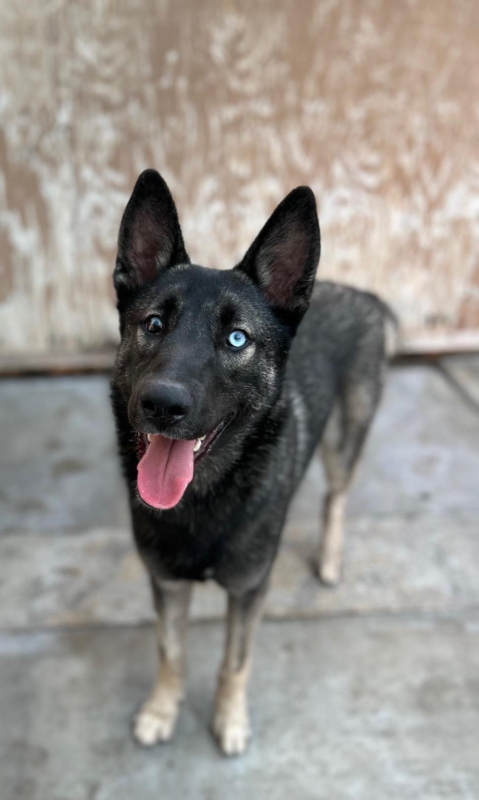 Enlarge Zadie, a Adoptable mixed breed in Canoga Park, CA image 4/4