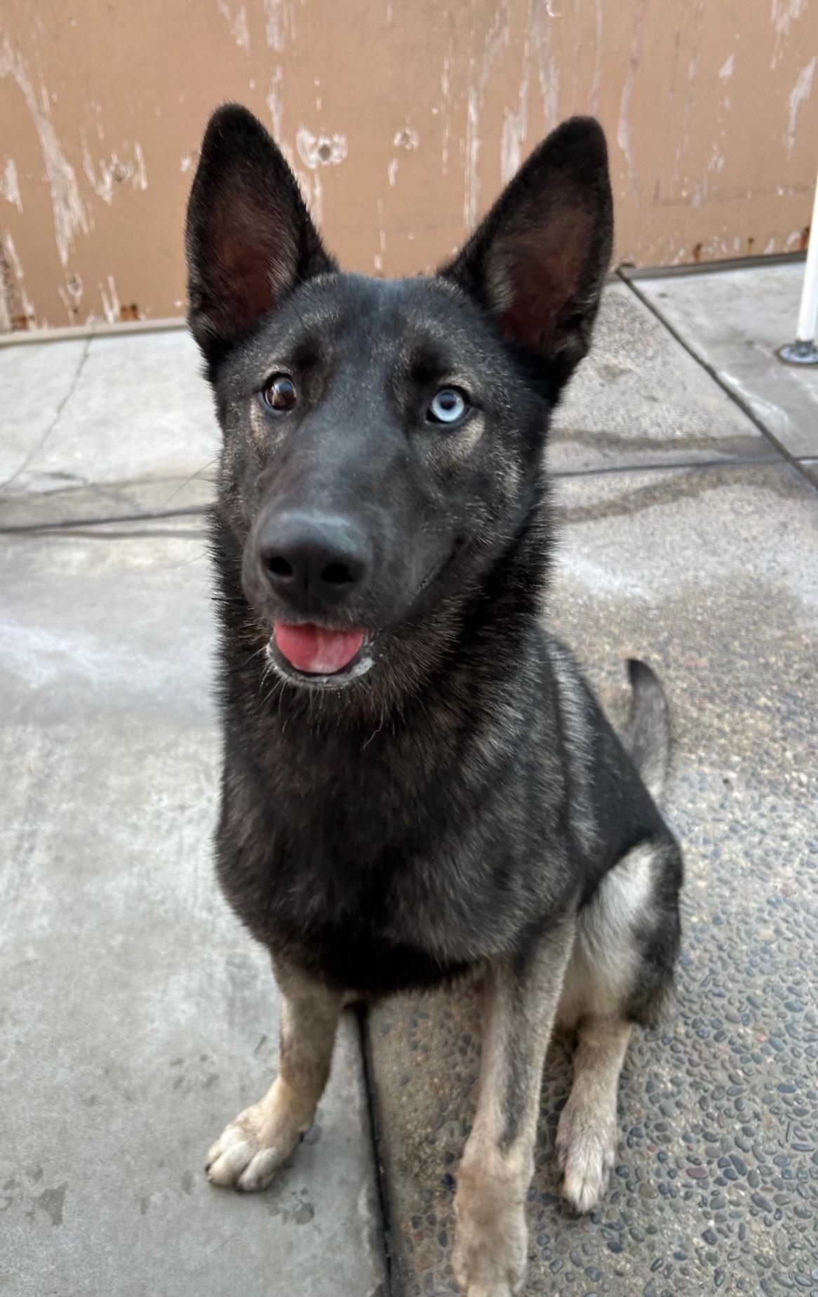Enlarge Zadie, a Adoptable mixed breed in Canoga Park, CA image 3/4