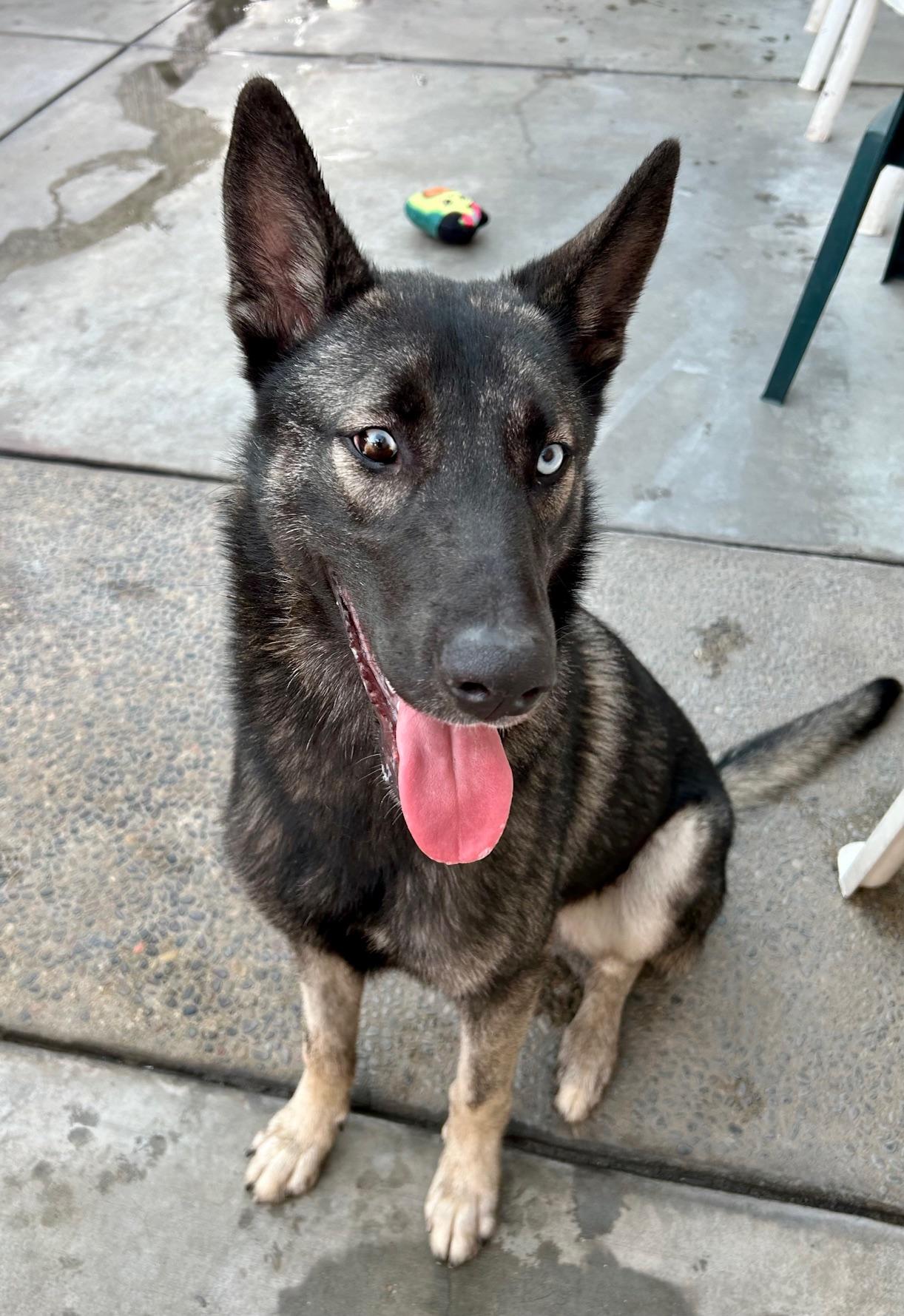 Enlarge Zadie, a Adoptable mixed breed in Canoga Park, CA image 2/4