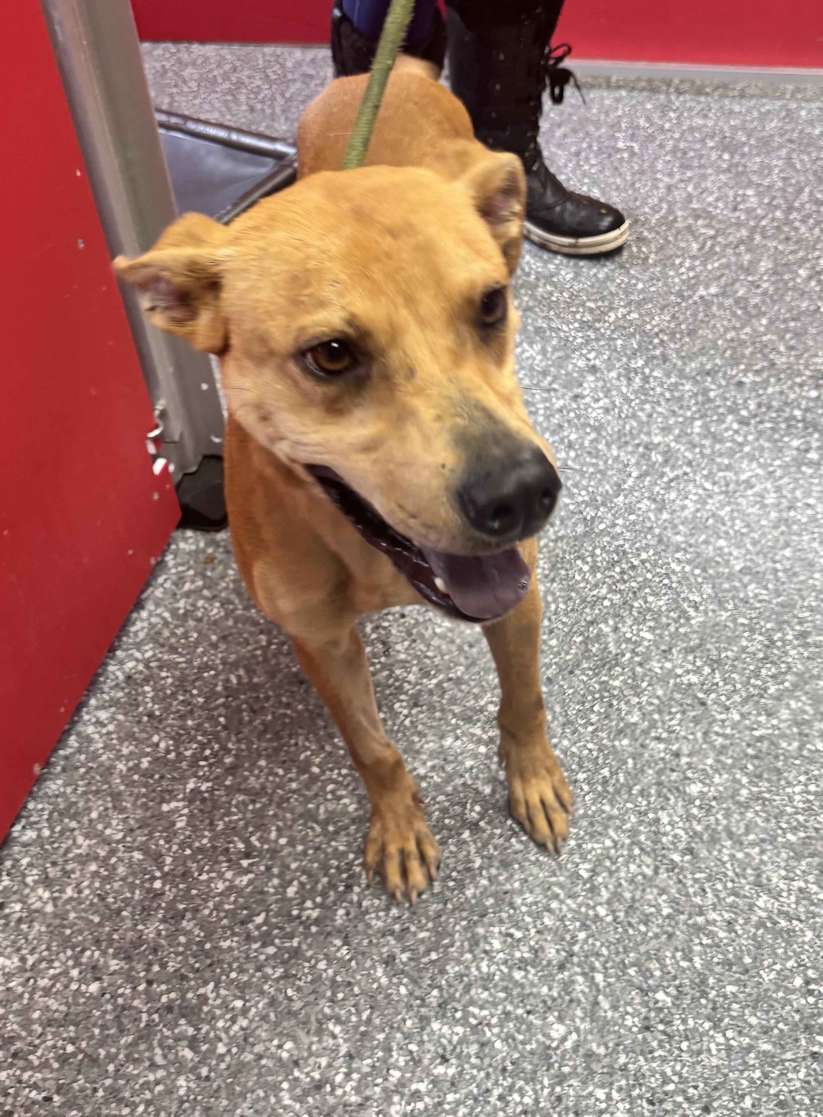 Enlarge Scooby, a Adoptable mixed breed in White Cloud, MI image 2/2