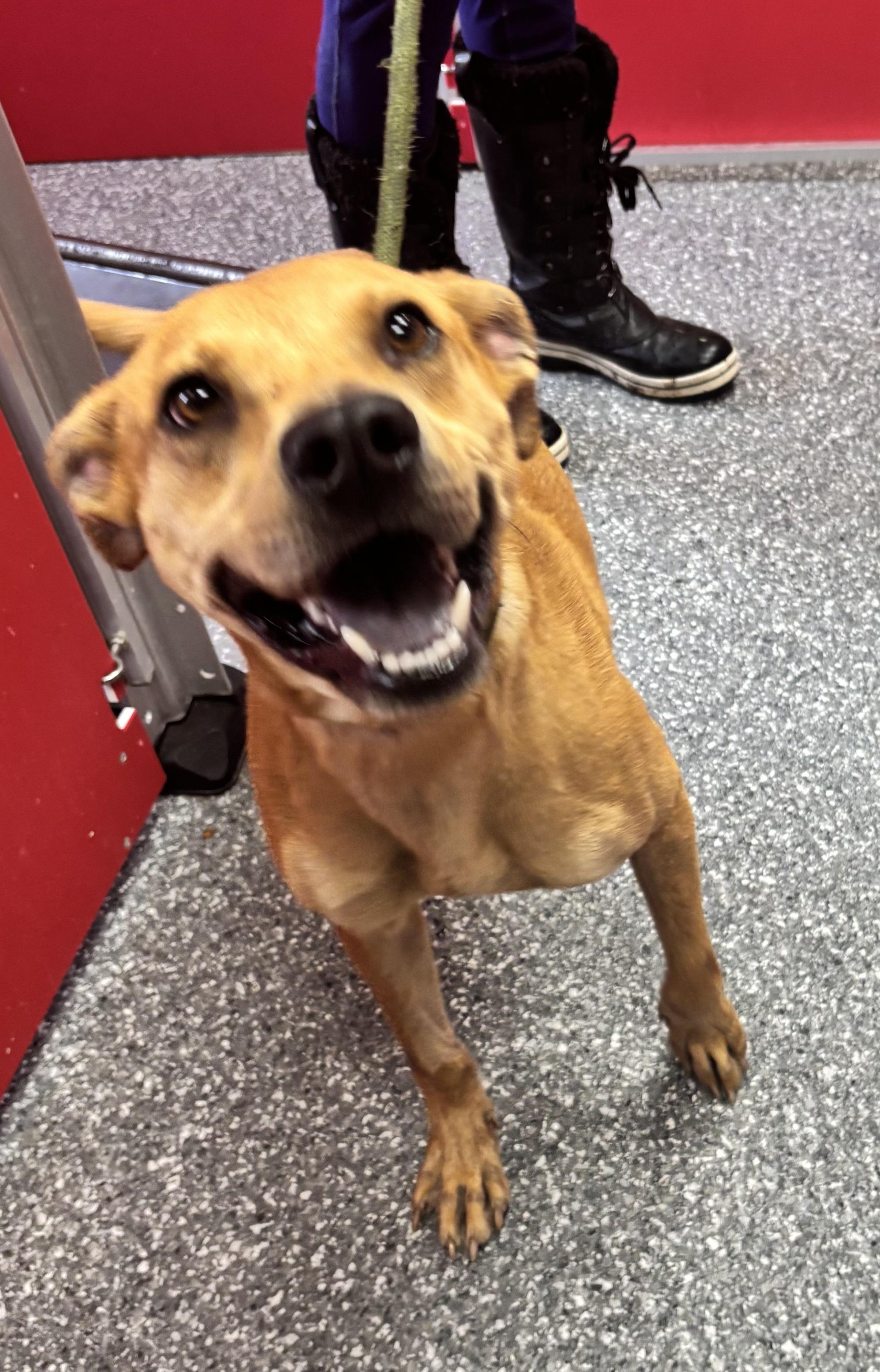 Scooby, Adoptable, Young Male Pit Bull Terrier & Mixed Breed.