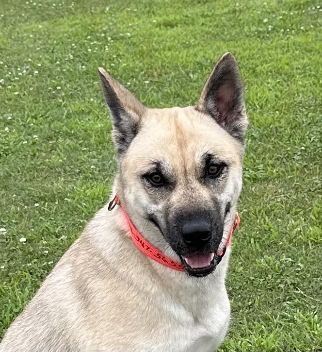 Patti, Adopted, Adult Female Anatolian Shepherd & Husky.