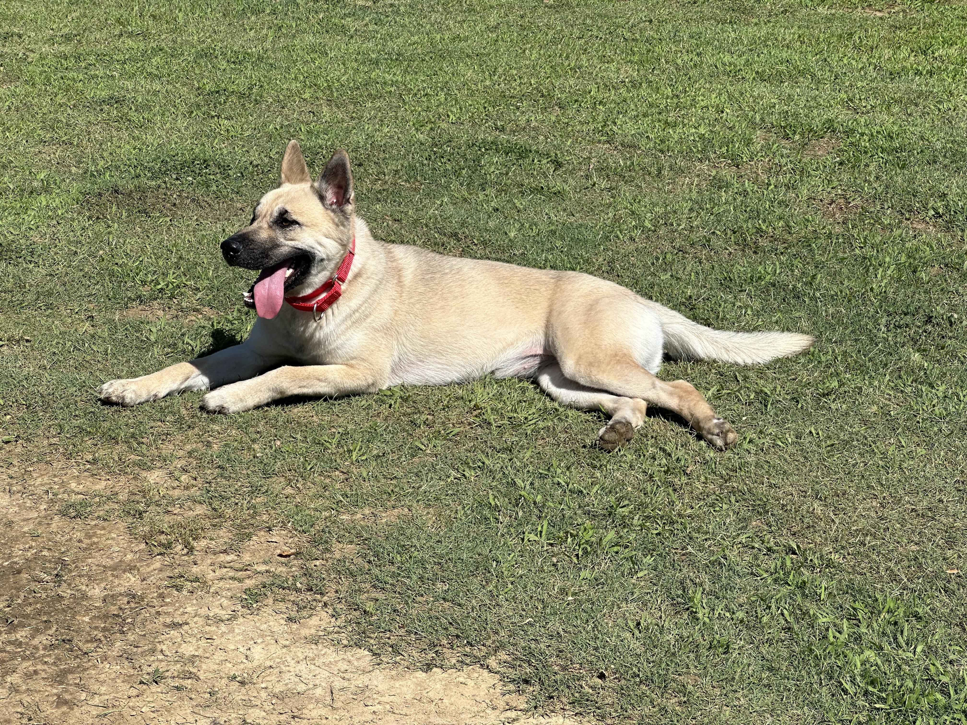 Enlarge Patti, a Adopted mixed breed in Cullman, AL image 2/6