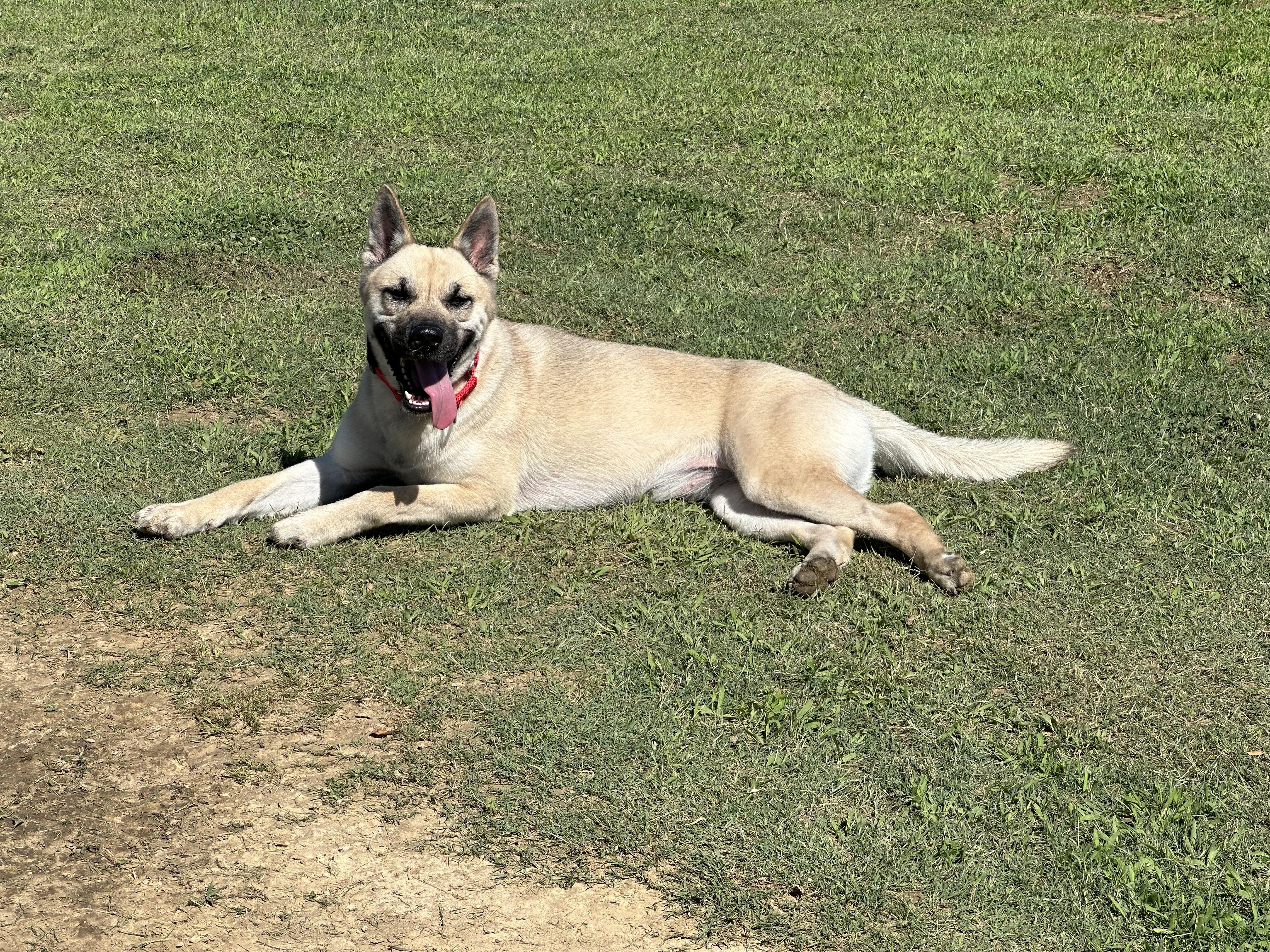 Enlarge Patti, a Adopted mixed breed in Cullman, AL image 3/6