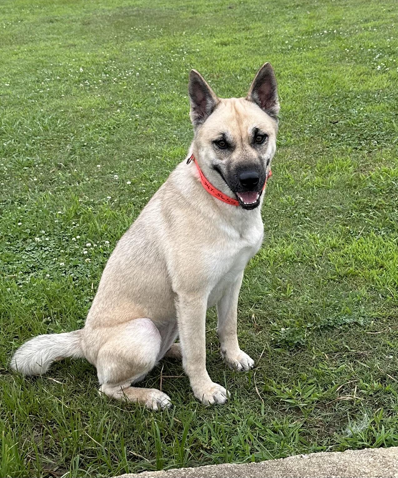 Patti, Adopted, Adult Female Anatolian Shepherd & Husky.