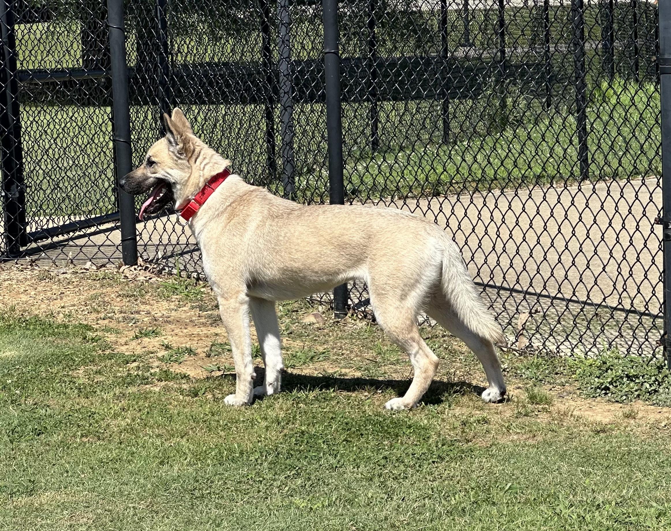 Enlarge Patti, a Adopted mixed breed in Cullman, AL image 5/6