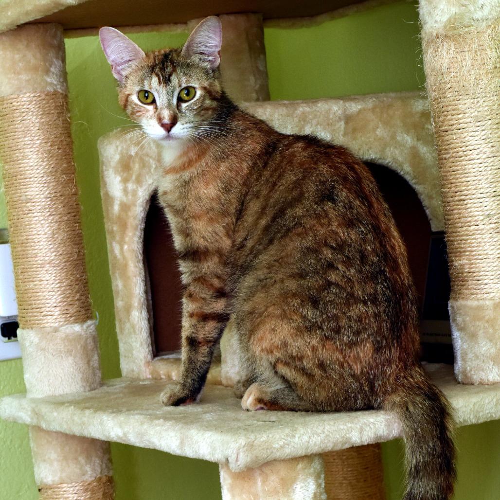 Nadia Boulanger, Adoptable, Adult Female Domestic Short Hair.