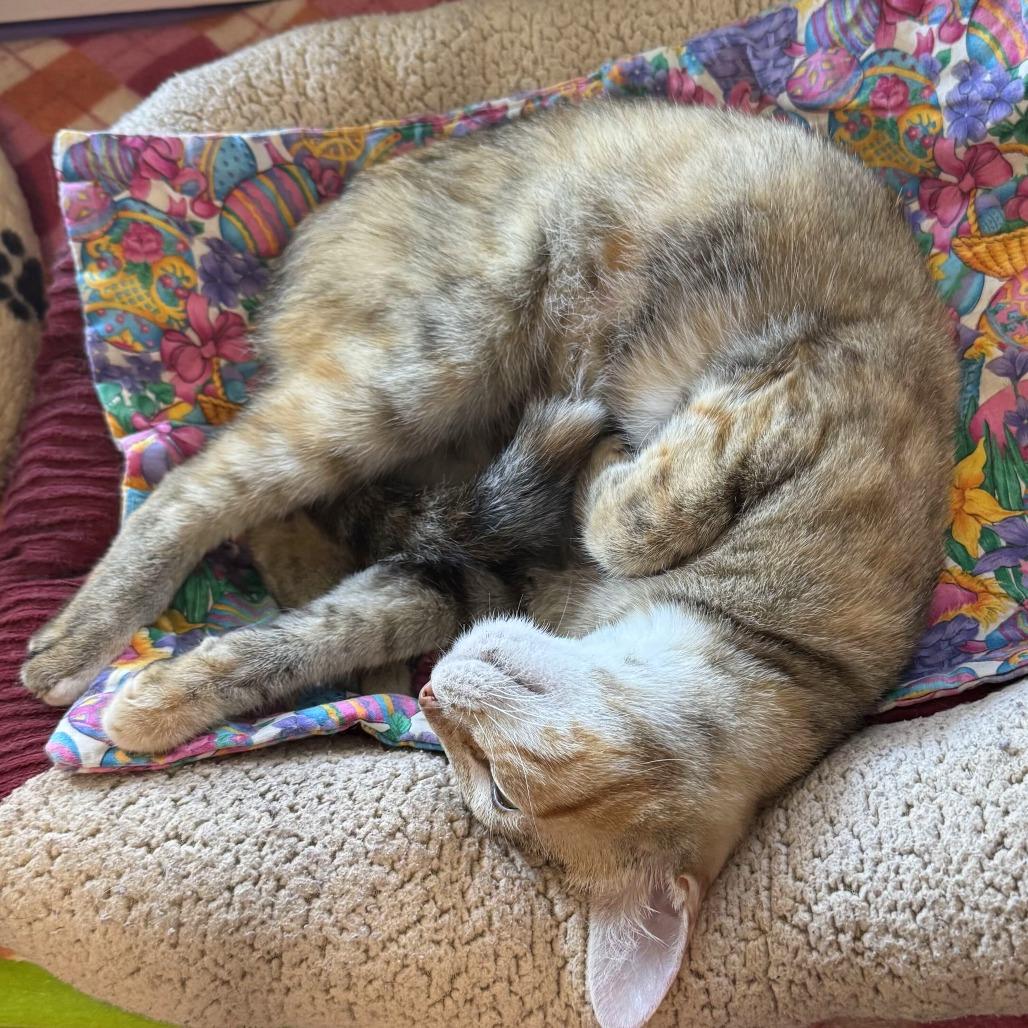 Enlarge Nadia Boulanger, a Adoptable Domestic Short Hair in Portland, OR image 2/6