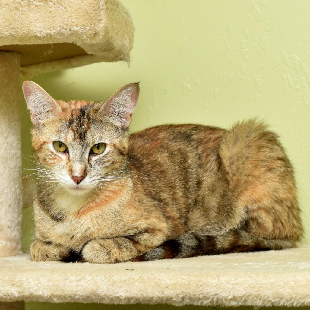Enlarge Nadia Boulanger, a Adoptable Domestic Short Hair in Portland, OR image 3/6