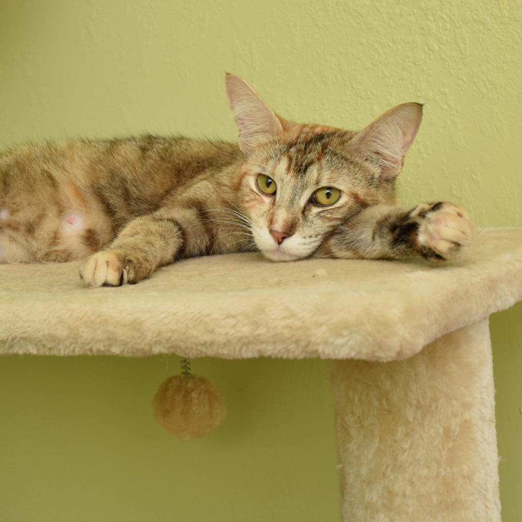 Enlarge Nadia Boulanger, a Adoptable Domestic Short Hair in Portland, OR image 4/6