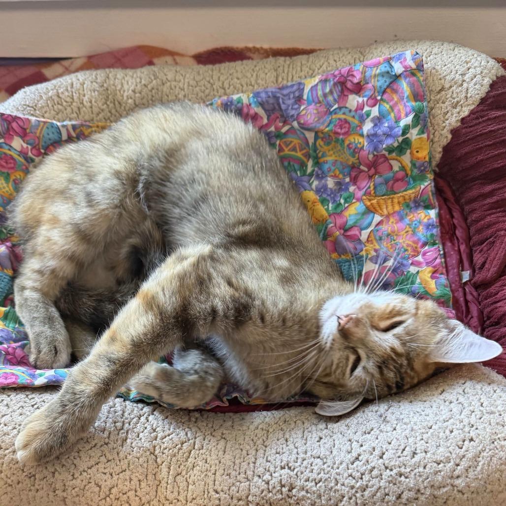Enlarge Nadia Boulanger, a Adoptable Domestic Short Hair in Portland, OR image 5/6