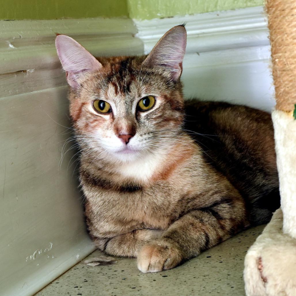 Enlarge Nadia Boulanger, a Adoptable Domestic Short Hair in Portland, OR image 6/6