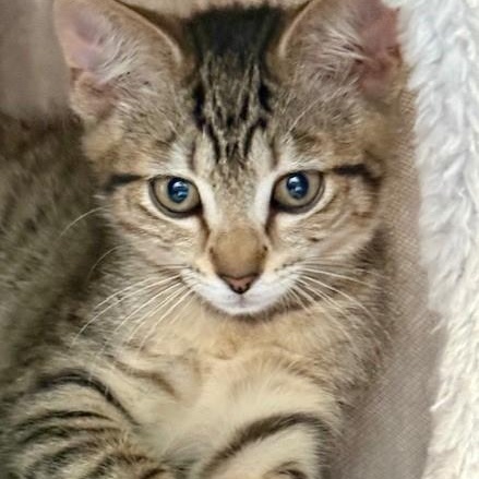 Oliver - Fun and Friendly photo 3