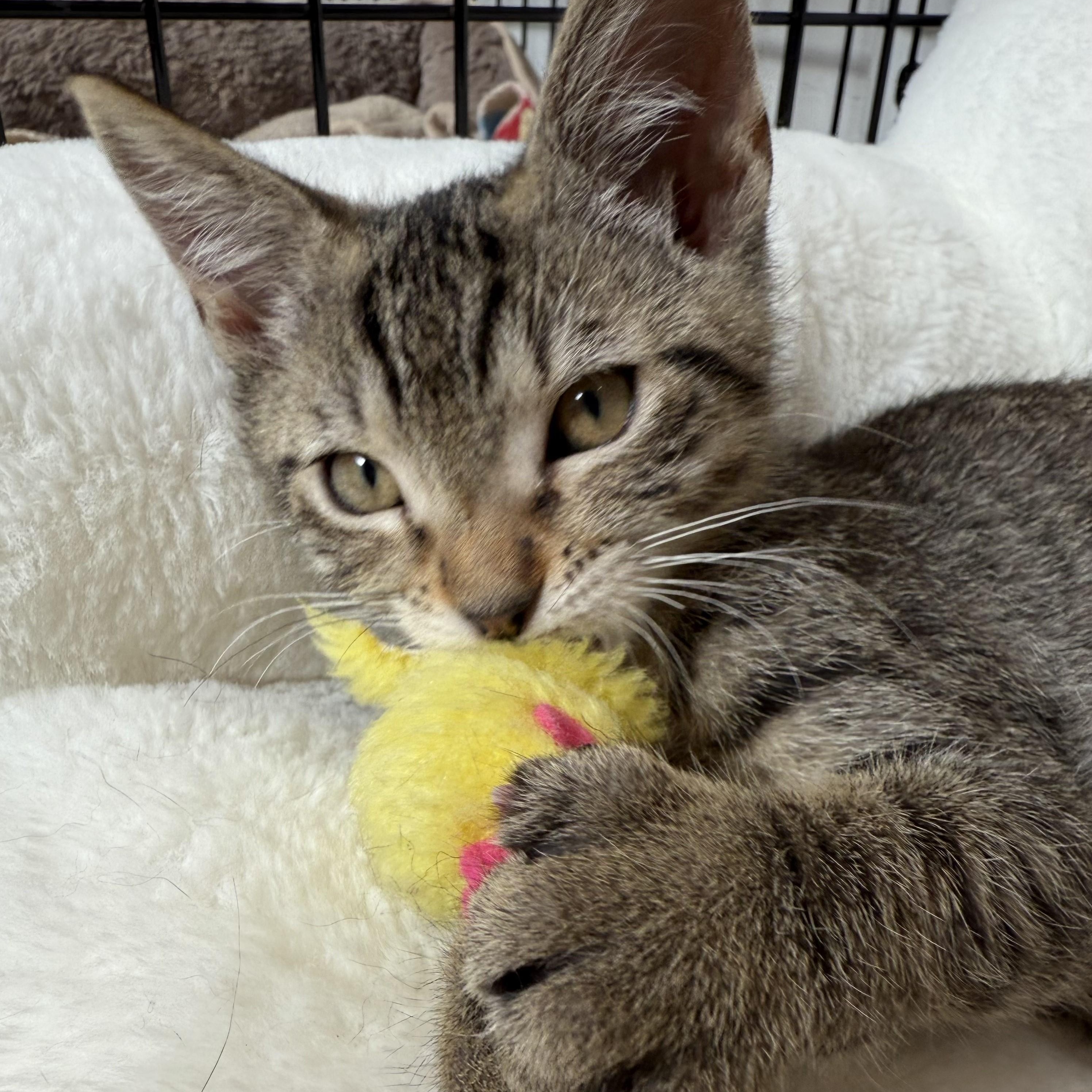 Oliver - Fun and Friendly, Baby Male Tabby