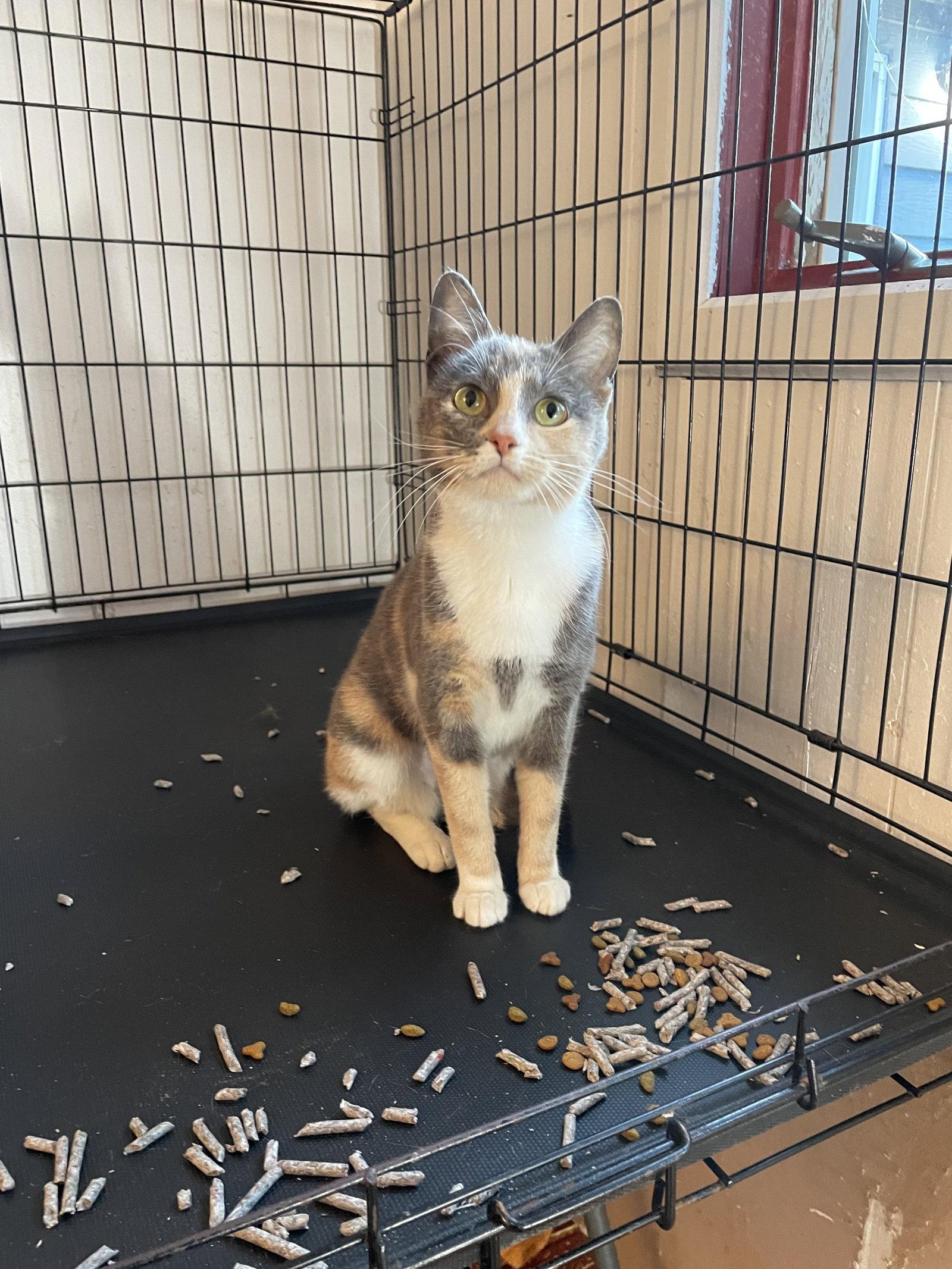 LeiLei, a Adopted Domestic Short Hair in Trenton, NJ image 2/3
