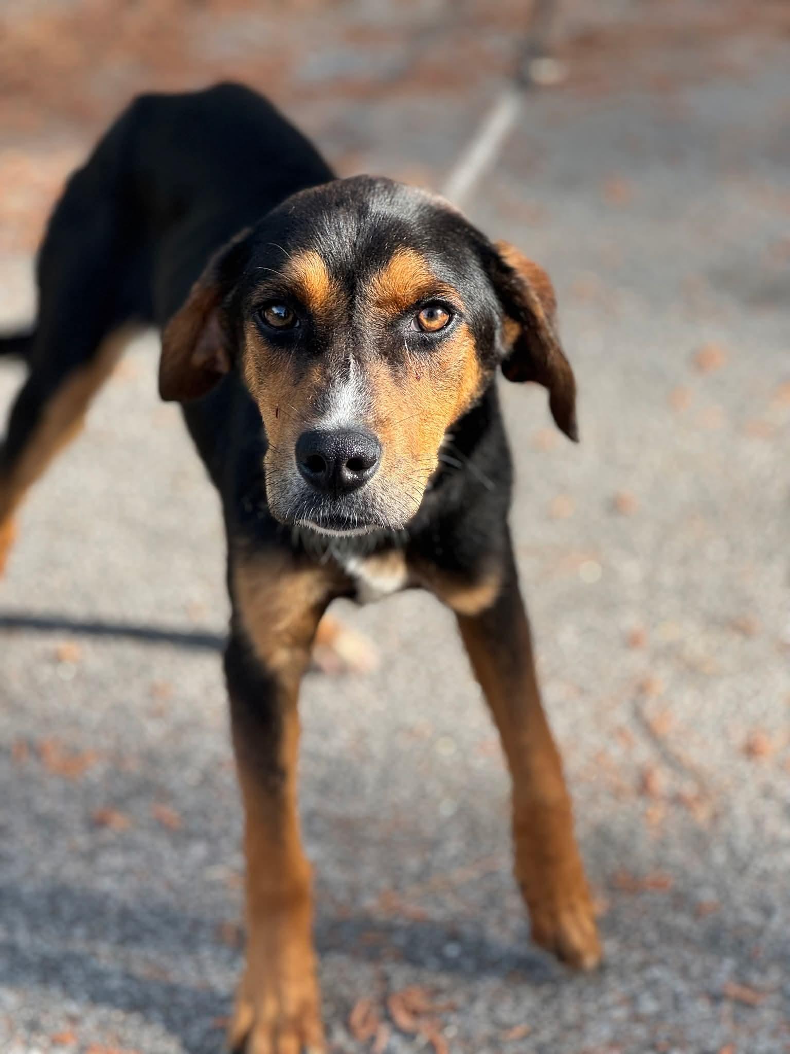 Enlarge Ferris, a ADOPTABLE Mixed Breed in Sumter, SC image 1/1