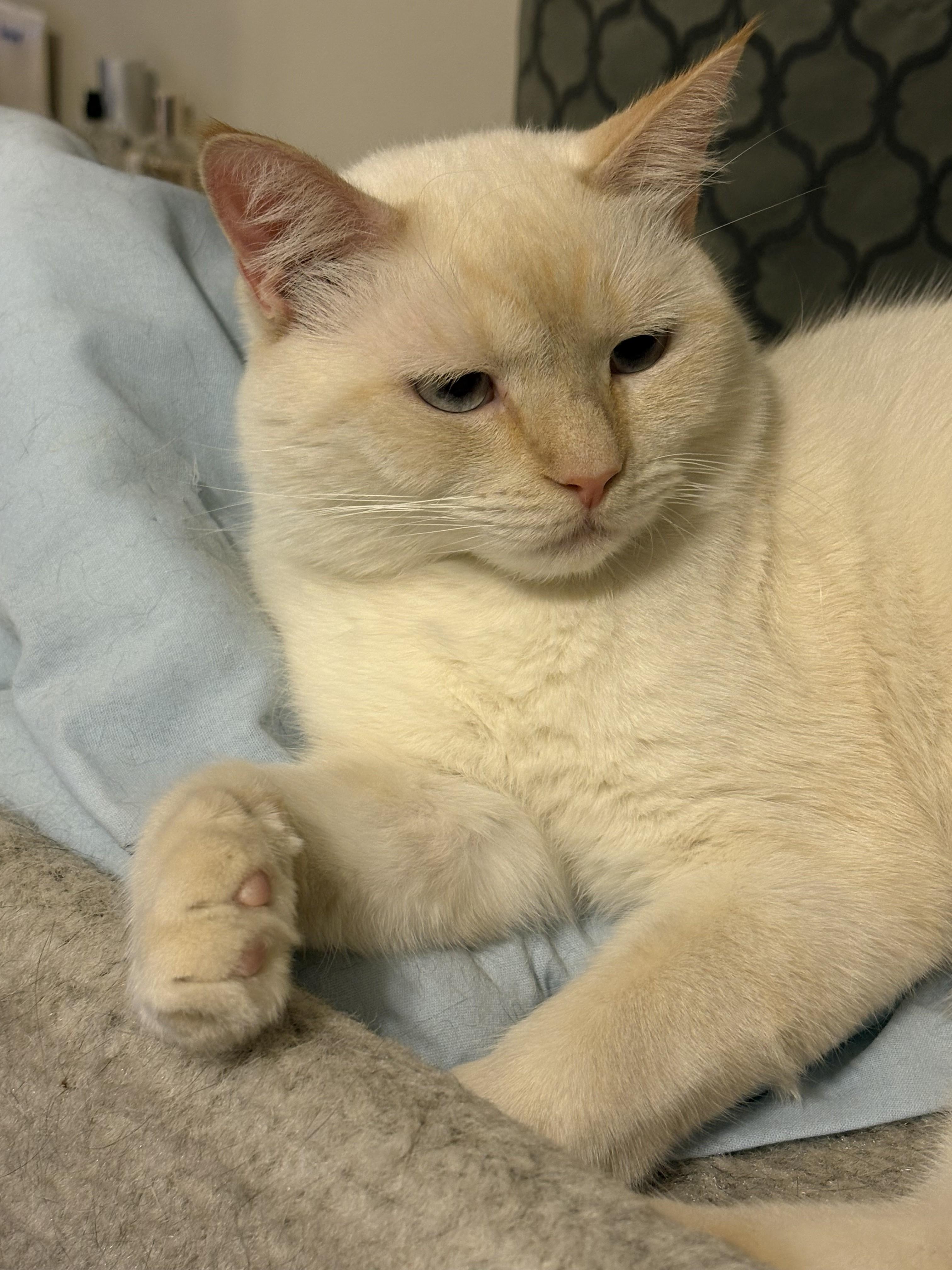 Enlarge Bellagio, a ADOPTABLE mixed breed in Albany, NY image 5/5