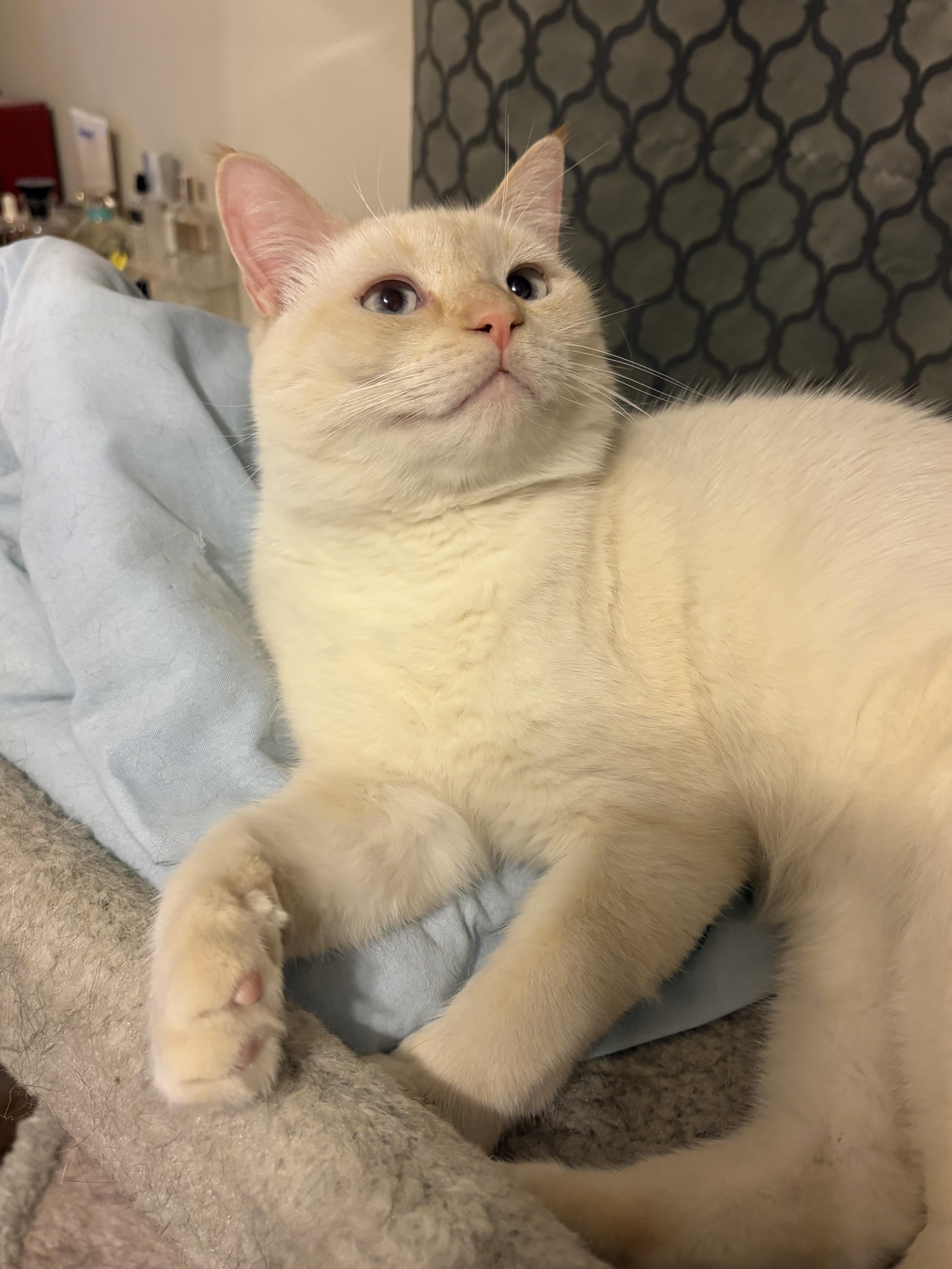 Enlarge Bellagio, a ADOPTABLE mixed breed in Albany, NY image 3/5