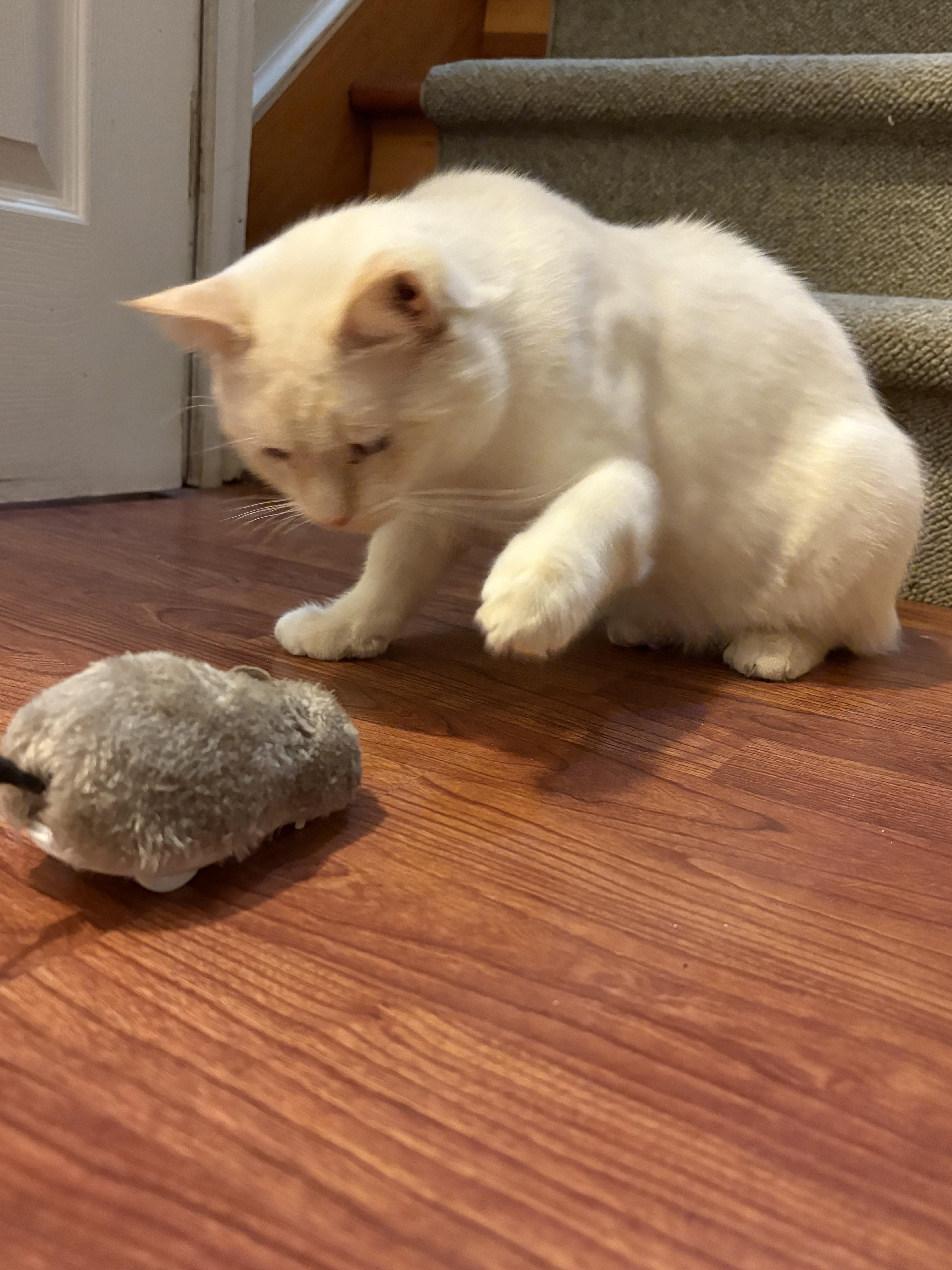 Bellagio thumbnail 5